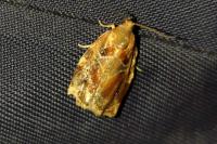 Archips xylosteana