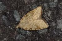 Aleimma loeflingiana