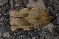 Choristoneura hebenstreitella