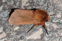Phragmatobia fuliginosa
