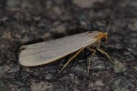 Eilema caniola