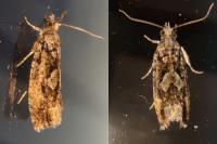Zeiraphera isertana