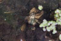 Hemaris fuciformis