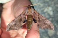 Smerinthus ocellatus