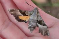Proserpinus proserpina