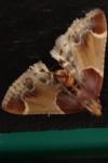Pyralis farinalis
