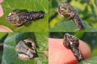 Coleophora anatipennella