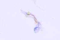 Coleophora alticolella