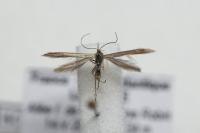 Coleophora alticolella