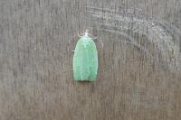 Tortrix viridana