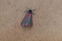 Tyria jacobaeae