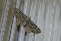 Pasiphila rectangulata