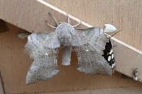 Laothoe populi