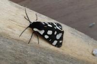 Arctia villica