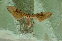 Gandaritis pyraliata