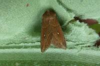 Mythimna albipuncta