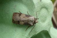 Agrotis puta