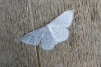 Idaea subsericeata