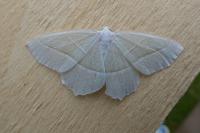 Campaea margaritaria