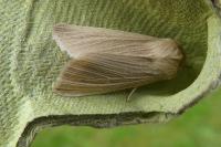 Mythimna pallens