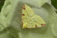 Opisthograptis luteolata