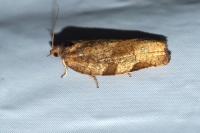 Choristoneura hebenstreitella