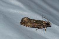 Zeiraphera isertana
