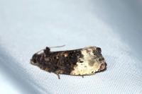 Hedya nubiferana