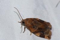 Archips xylosteana