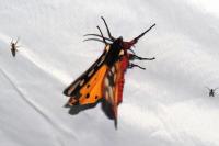 Arctia villica