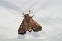 Lacanobia oleracea