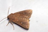 Mythimna albipuncta