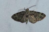 Pasiphila rectangulata