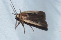 Ochropleura plecta