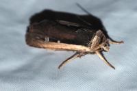 Ochropleura leucogaster