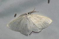 Cabera exanthemata