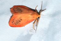 Miltochrista miniata