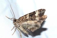 Epirrhoe alternata