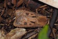 Agrotis exclamationis