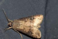 Agrotis ipsilon