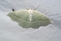 Campaea margaritaria