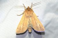 Mythimna pallens
