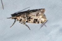Eudonia delunella