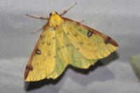 Opisthograptis luteolata
