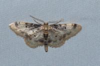 Idaea filicata