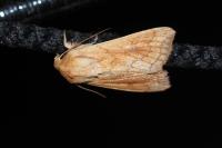Mythimna vitellina