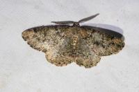 Cleorodes lichenaria