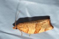 Pandemis cerasana