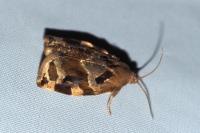 Archips xylosteana