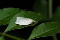 Tortrix viridana